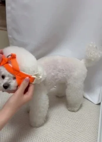 강아지 하네스 앞섬방지 앞고리 소형견 팔레트 상세 이미지 4