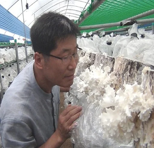 경신바이오 발효 꽃송이버섯 효소 꽃송이 현미 영양제 천 스틱형 405g [원산지:국산] 상세 이미지 9